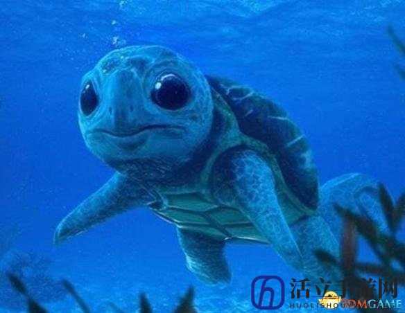 真实版杰尼龟